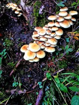 Sticky sponge in a forest Stock Photos