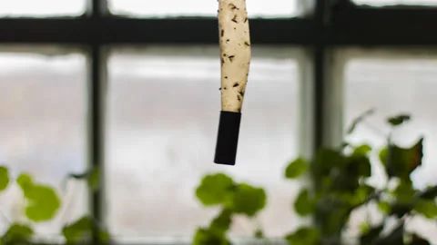 Sticky tape for catching flies Stock Footage 142413053