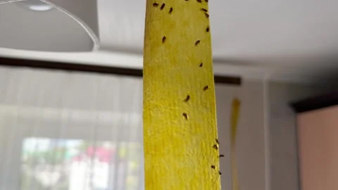 Sticky tape for flies Stock Footage 252514629