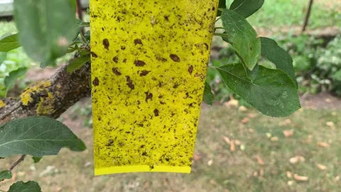 Sticky yellow insect trap hanging on a fruit tree branch in garden Stock Footage 341670045
