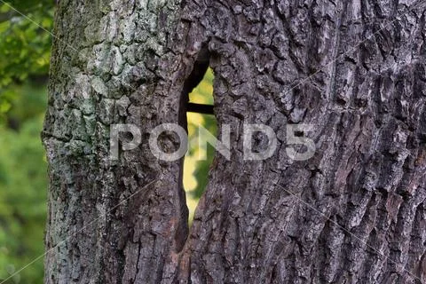 Stiel-Eiche, Stieleiche (Quercus robur. Quercus pedunculata), Blick durch ... Stock Photos