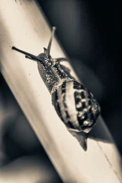 The stiff climb of the snail Stock-Fotos