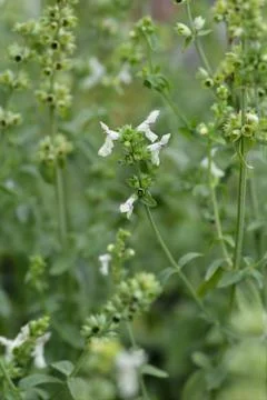 Stiff hedgenettle Stock Photos