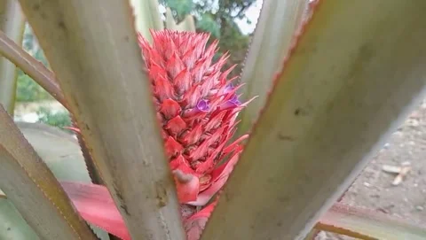 Stiff-leaved pineapple plant Stock Footage 319927017