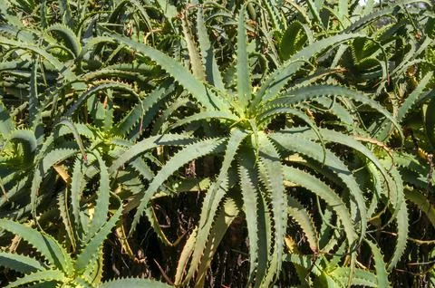 Stiff, spiky and dramatic foliage that arches of a aloe x winteri Stock Photos