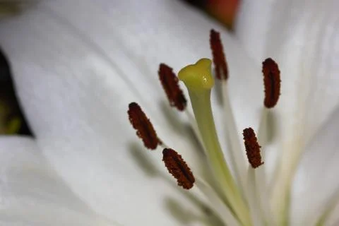 Stigma And Stamens Of A White Easter Lily Flower (Lilium longiflorum) Stock Photos