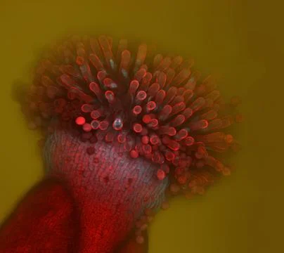 Stigma Foto stock