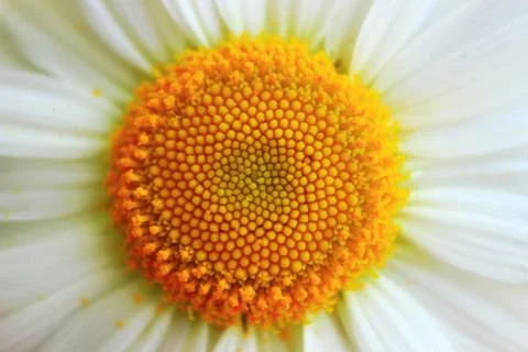 The stigma of yellow daisies in the approximation Stock Photos