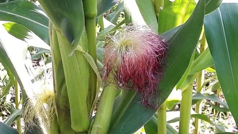 Stigmas of young corn. Stock Photos
