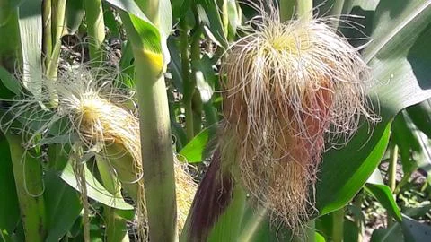 Stigmas of young corn. Stock Photos