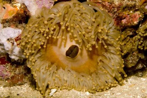 Still alone in the reef Stock Photos