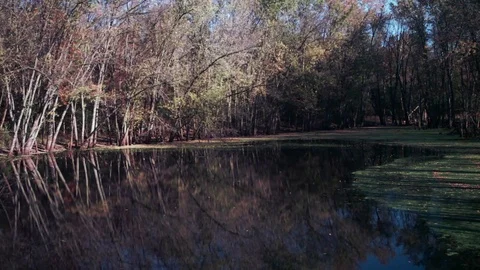Still autumn pond with trees reflected Stock Footage 73433284