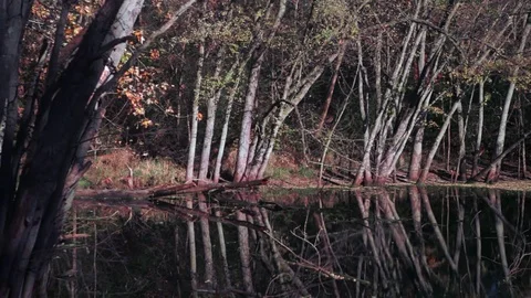 Still autumn pond with trees reflected Stock Footage 73448664