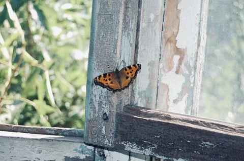 Still Beauty in Flight Stock Photos