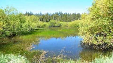 Still Blue Pond Deep Forest Видео 39386553