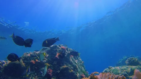 Still bottom look up to sunlight reflection view of goatfishes Mullidae Sixbar o Stock Footage 303410597