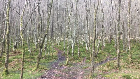 Still, Calm Forest Scene Stock Footage 89097204