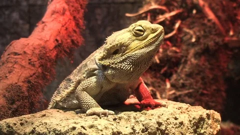 Still Cameleon Stock Footage 98679156