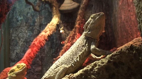 Still Cameleons Stock Footage 98679160