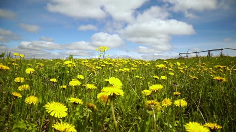 Still camera in natural wet meadow full of grass, purple and white flowers Stock Footage 195095702