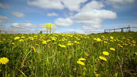 Still camera in natural wet meadow full of grass, purple and white flowers Stock Footage 196075617