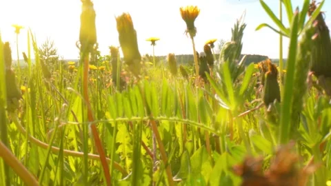 Still camera in natural wet meadow full of grass, purple and white flowers Stock Footage 201296166