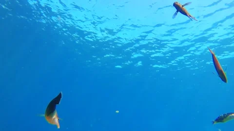 Still camera view of clear close up of Bird wrasse black damsel slingjaw wrasse  Stock Footage 303411621