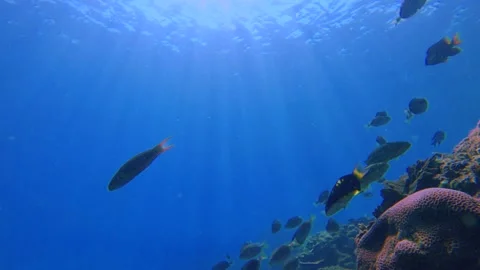 Still camera view of group of schooling goatfishes Mullidae Sixbar orange wrasse Stock Footage 303406222