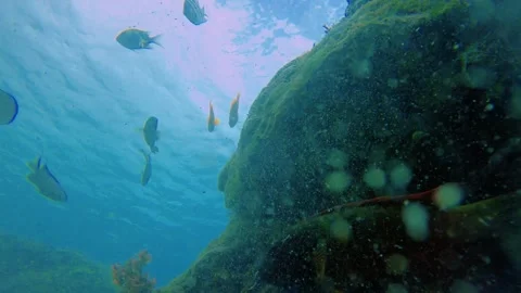 Still close up bottom looking up view of scissor tail surgent and various fishes Stock Footage 281468928