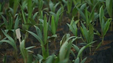 Still close up shot of coyol / macauba palm tree seedlings in bags, ready Stock Footage 101690638