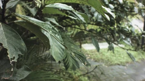 Still close up view of a spider web with aqua liquid drops swinging in the wind  Stock Footage 236229818
