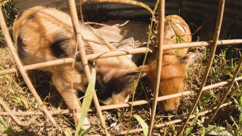Still close up view of two piglets piggy snuffing around in very simple poor man Stock Footage 237619914