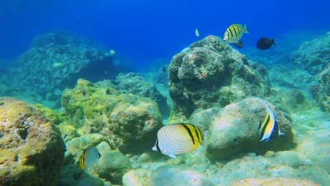 Still close up view of underwater look out to bottom of coral rock with angel bu 스톡 동영상 281468244