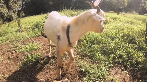 Still close up view of a white young baby goat being tied on the leg and snuffin Stock Footage 237619943