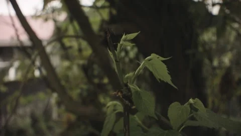 Still closeup view of buds of leaves of mulberry tree swing blowing by wing with Stock Footage 236289373