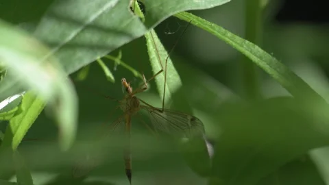 Still Crane Fly Resting on Green Plant - 4K Macro Wildlife Shot Vídeos de archivo 335700452