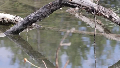 Still creek Stock-Footage 79576623