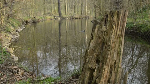 Still creek in the springtime Stock Footage 36889075