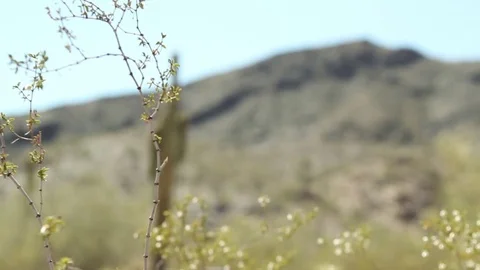 Still desert scene with blurred background Stock Footage 82508486