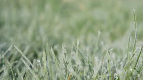 Still Dew 4 스톡 사진