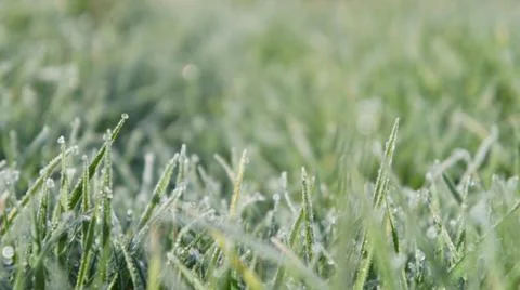 Still Dew 5 库存照片