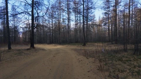Still dirt path winding through leafless trees under a clear blue sky Stock Footage 346919452
