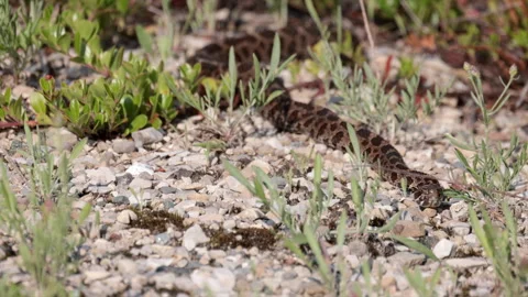 Still Eastern Massasaga rattlesnake pit viper moving across gravel forest floor Stock Footage 346019295