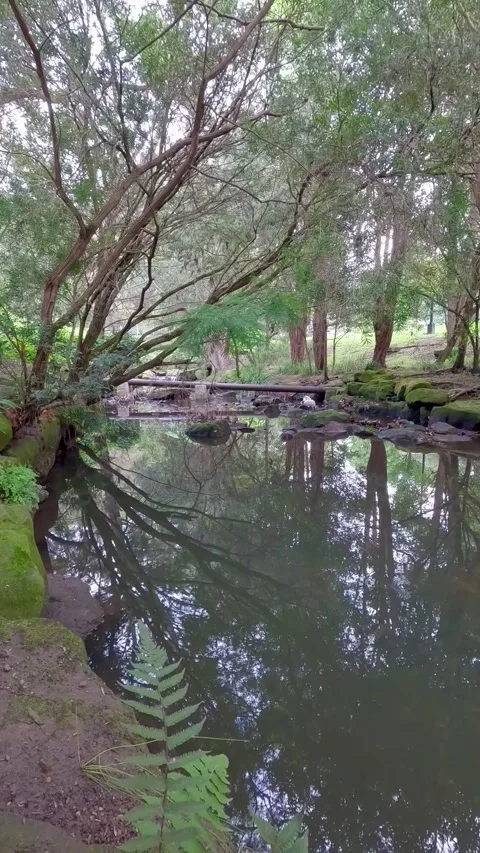 Still Forest Creek with Tree Reflections – Australia  Stock Footage 310943885