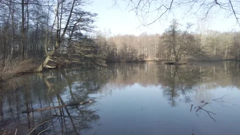 A still forest lake in winter Stock Footage 169107987