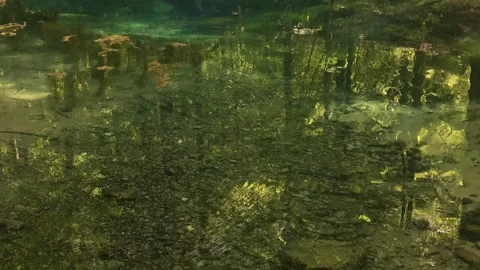 Still Forest Pond with Reflections and Spring Wildflowers Stock Footage 313800826