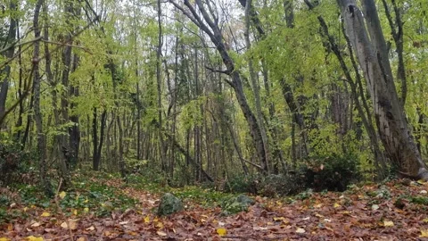 Still forest scene with tall trees, branches, greenery and soft daylight Stock Footage 321551636