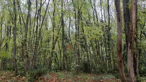 Still forest view with tall trees, foliage, branches and soft light Stock Footage 321551635