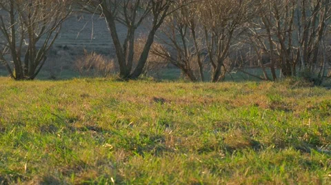 Still frame Green Grass on a Cold Day 스톡 동영상 58697111