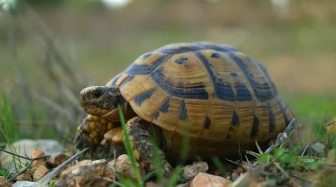 Still frame of Small Turtle Walking Across a Parking Lot Vídeos de archivo 58586560